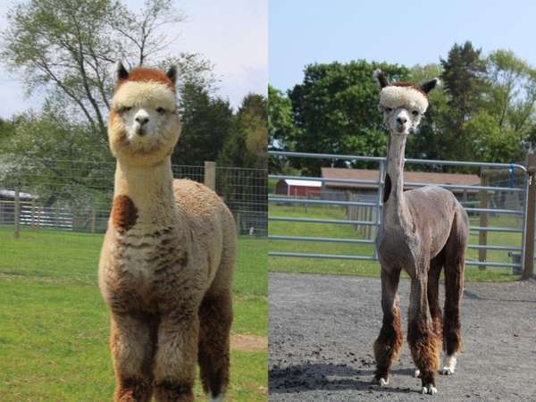 sheared alpaca